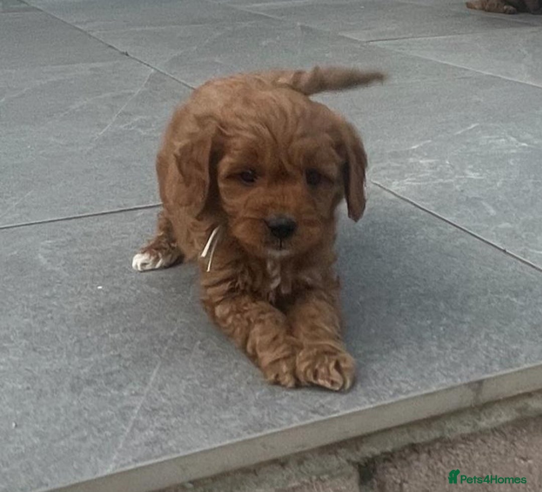 Cavapoo dogs for sale: Stunning Deep red health tested f1 cavapoos  - Image 21