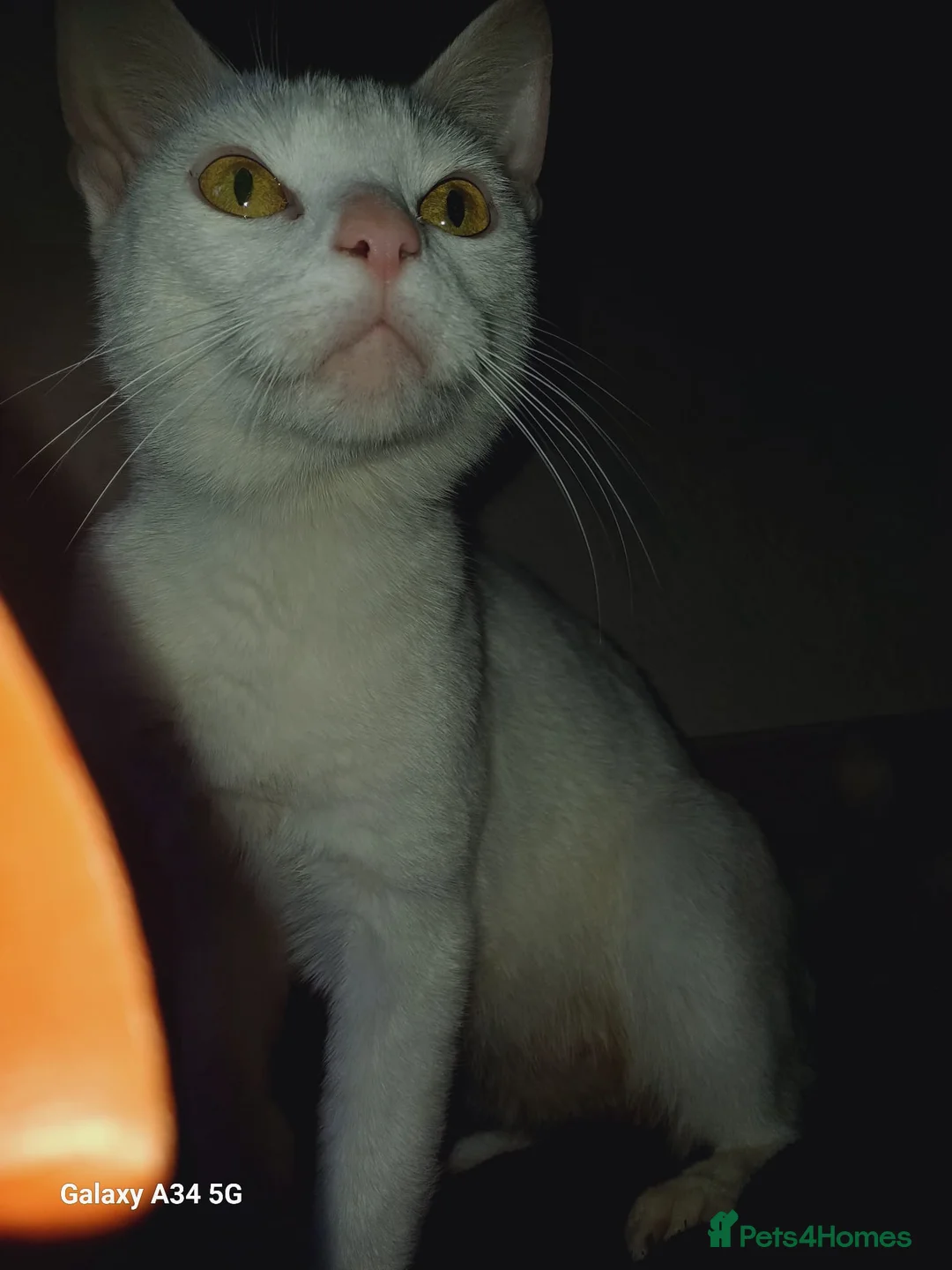 Mixed Breed cats for sale: Stunning White Kittens – Ready Now - Advert 4