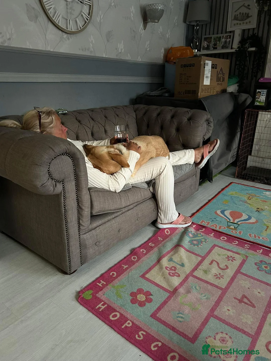 Goldador dogs for sale: Lab cross retriever. 3.5 years old. Gt family Dog. - Advert 6