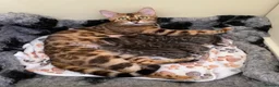 Bengal cats for sale: Beautiful 😻 Bengal Kittens ❤️ - Advert 3