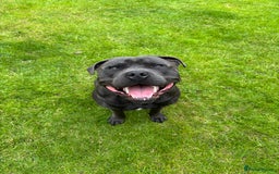 Staffordshire Bull Terrier dogs for stud: Blue Staffordshire Bull Terrier for stud - Image 3