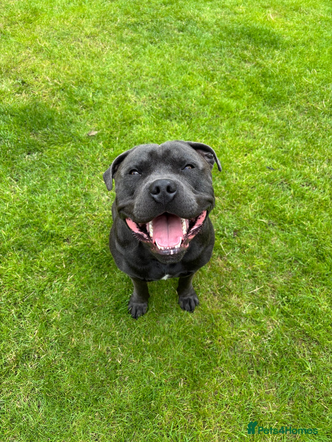 Staffordshire Bull Terrier dogs for stud: Blue Staffordshire Bull Terrier for stud - Image 3