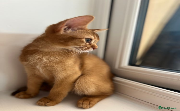 Abyssinian cats - Advert 2