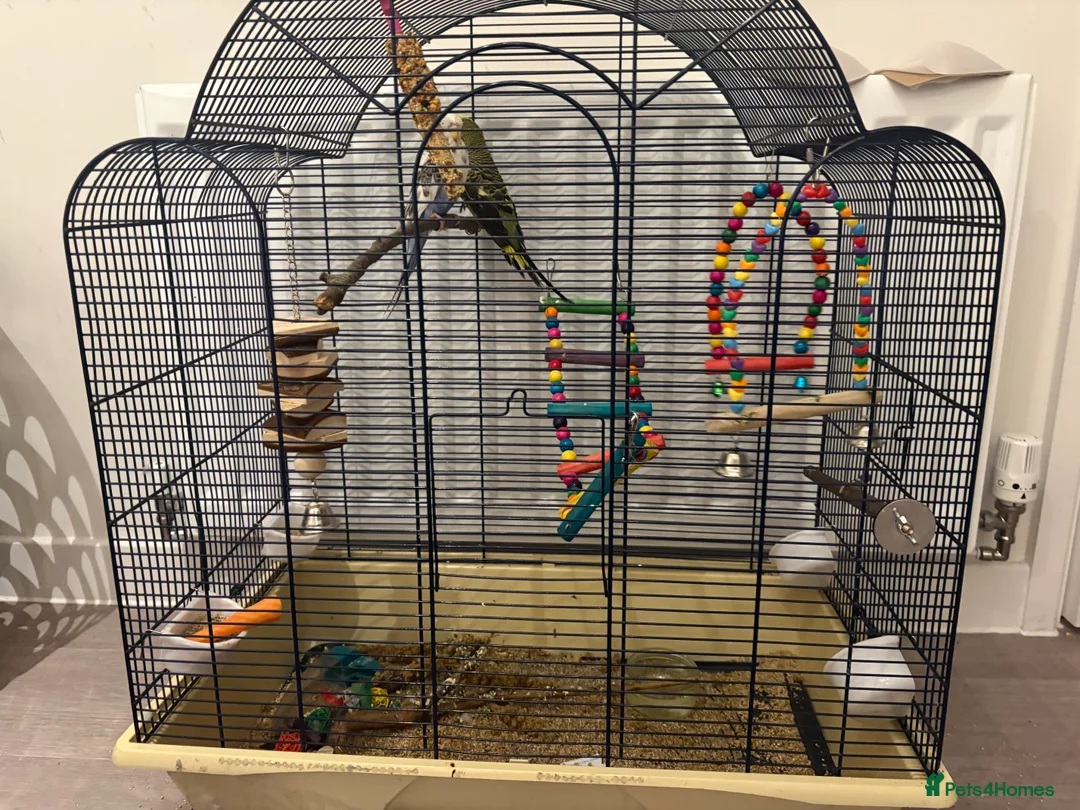 Budgerigars birds for sale: 2 budgies, with cage  in Haslemere - Advert 3