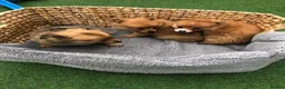 Pomchi dogs for sale: Pomchi puppies  - Advert 14