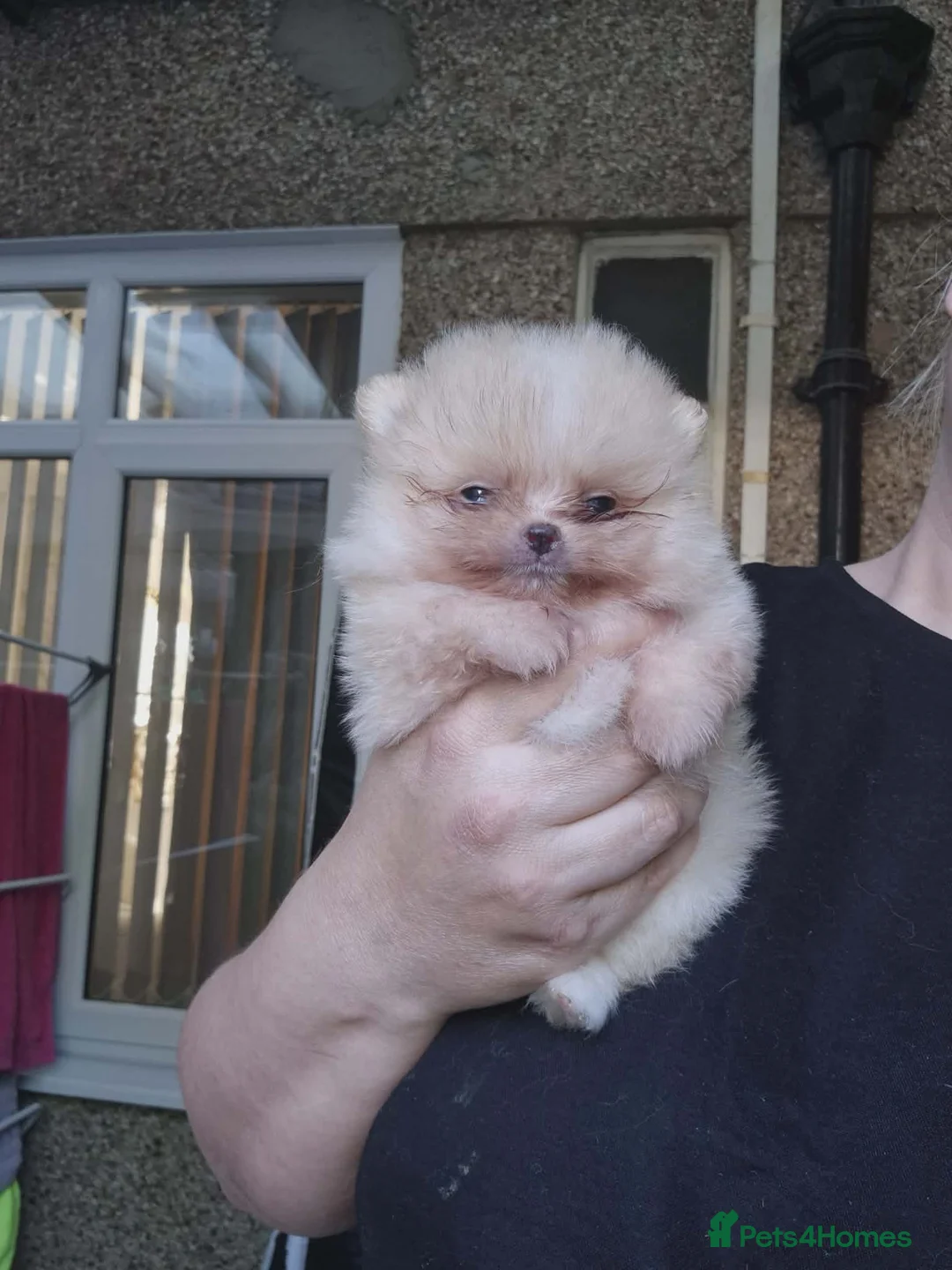 Pomeranian dogs for sale: Pomeranian  **  puppies Teddy bear face   in Leicester - Advert 11