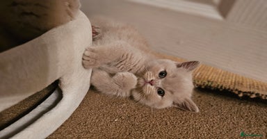 British Shorthair cats - Advert 14