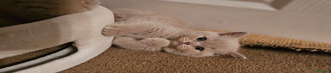 British Shorthair Kitten 2