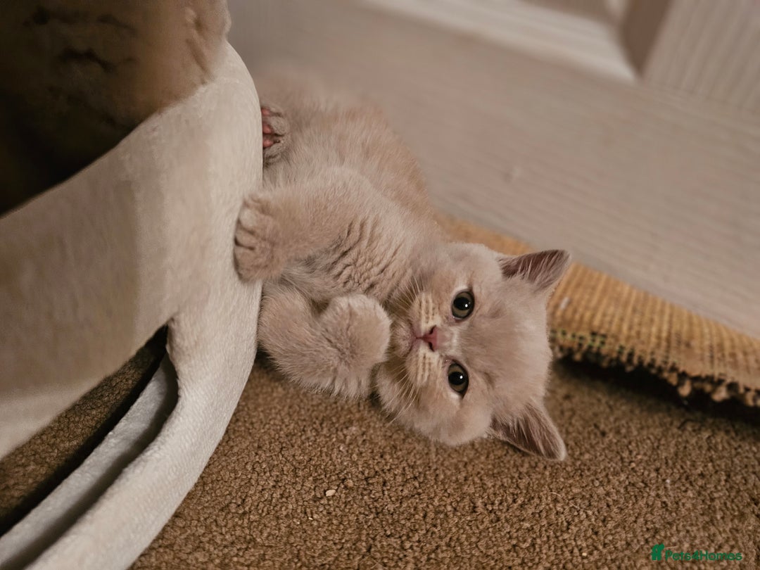 British Shorthair cats for sale: Gccf champion line rare fawn bsh kittens - Image 3