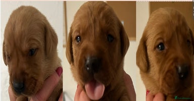 Labrador Retriever dogs - Advert 5