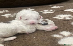 Cockapoo dogs for sale: F1b cockapoo puppies  - Image 3
