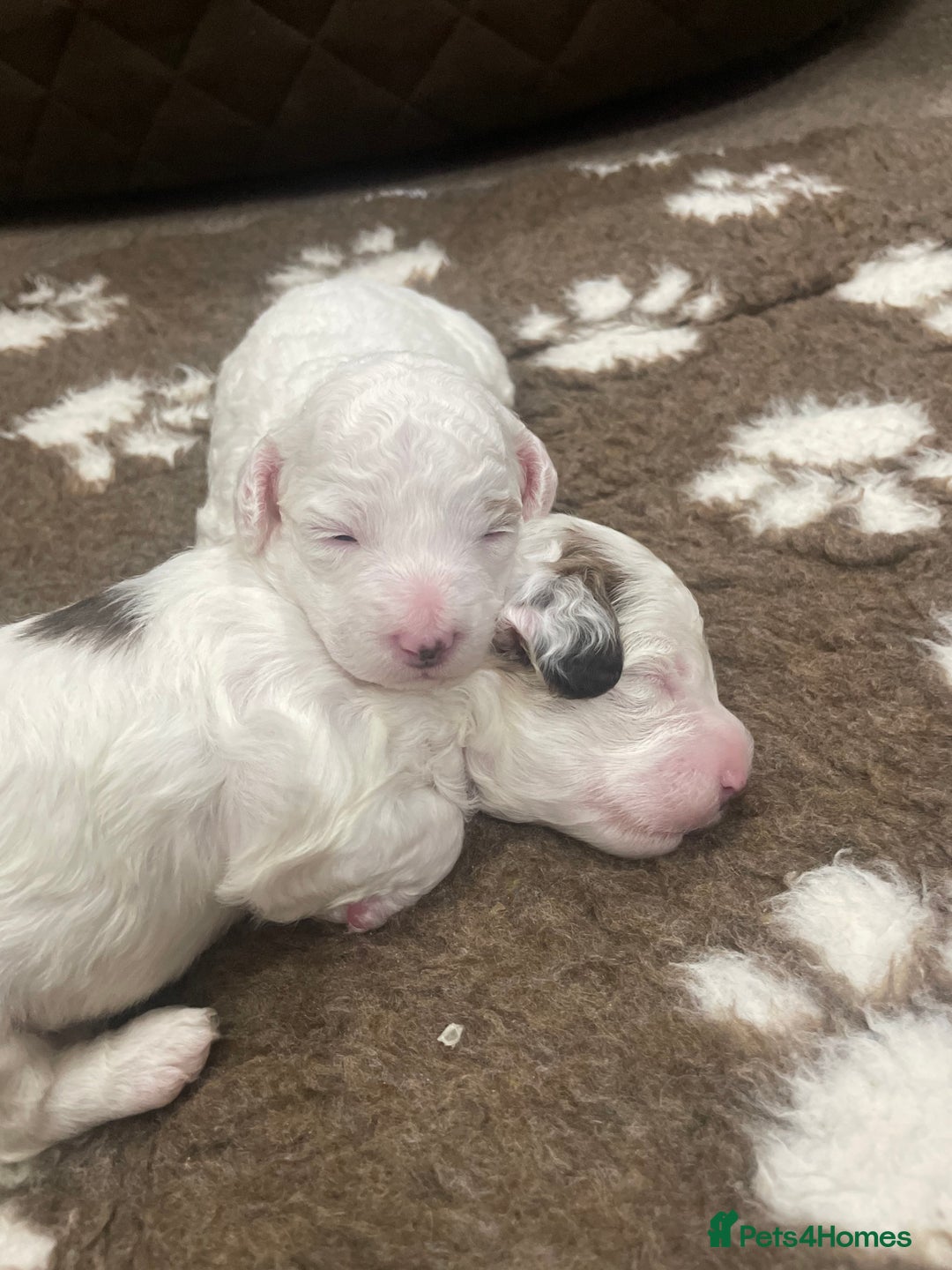 Cockapoo dogs for sale: F1b cockapoo puppies  - Image 3