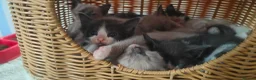 Mixed Breed cats for sale: Russian blue x ragdoll kittens  - Advert 4