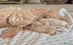 Mixed Breed dogs for sale: Malshipoos puppies 1 boy 1 girl maltipoo mum  - Image 6