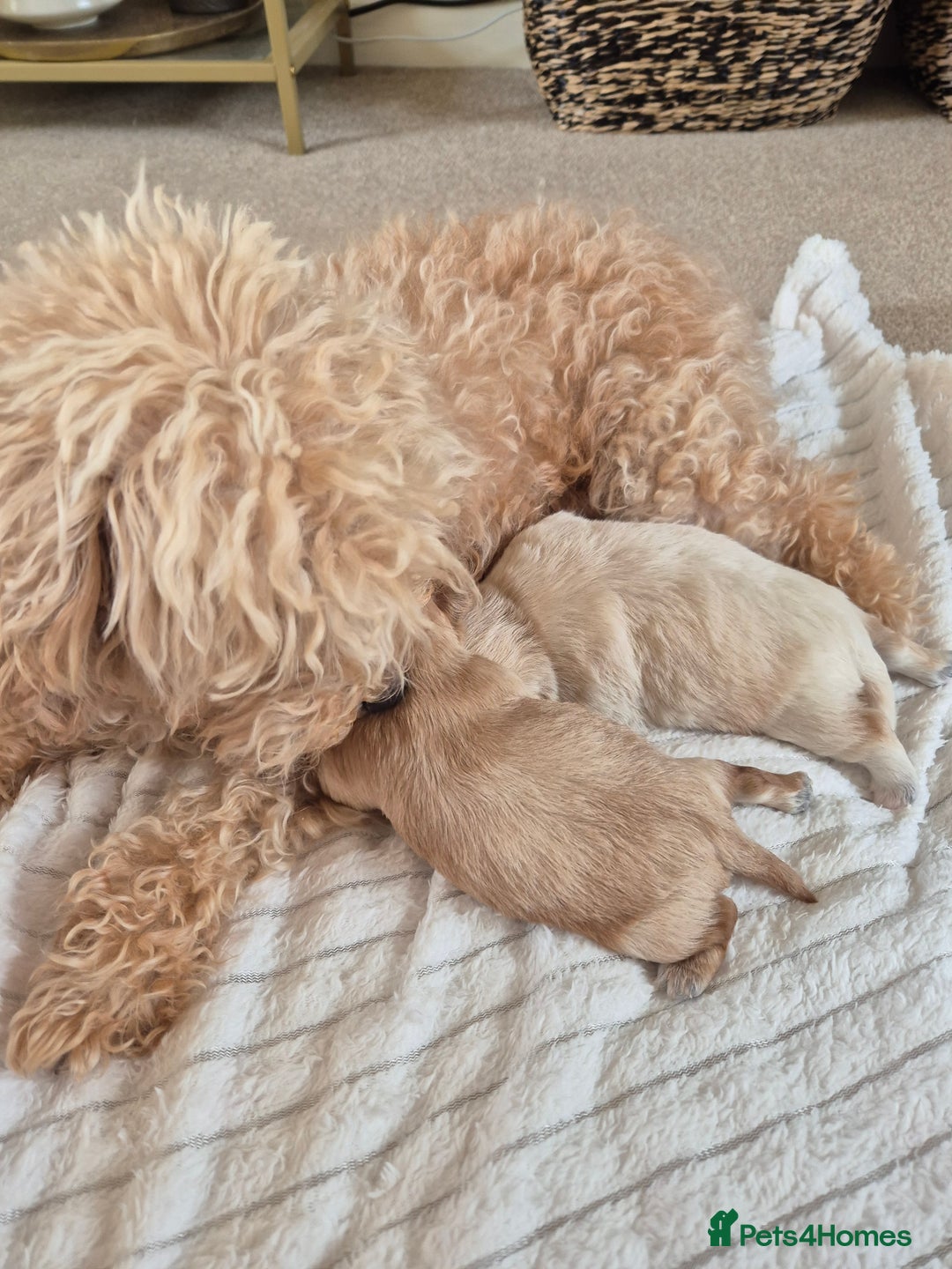 Mixed Breed dogs for sale: Malshipoos puppies 1 boy 1 girl maltipoo mum  - Image 6