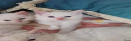 Ragdoll cats for sale: GCCF registered Ragdoll kittens  - Advert 15