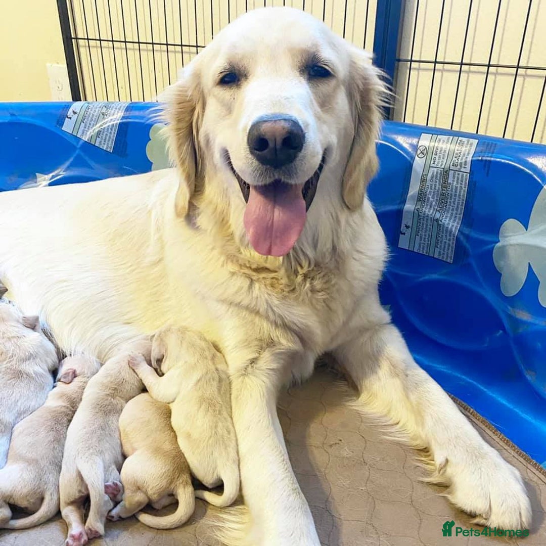 Golden Retriever dogs for sale: 🦮🐕‍🦺golden retriever puppies for sale  🐶 - Image 9