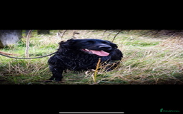 Cocker Spaniel dogs for sale: 1 Beautiful KC Reg working cocker bitch left! - Image 14