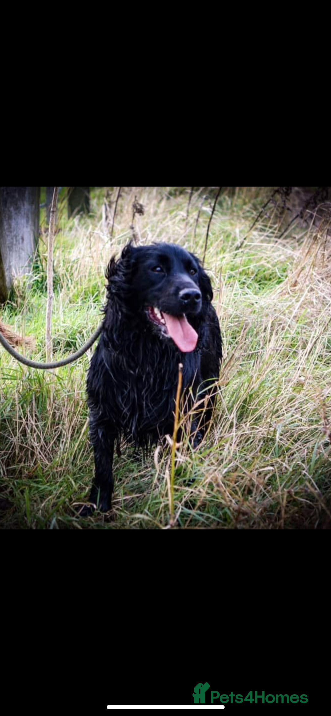 Cocker Spaniel dogs for sale: 1 Beautiful KC Reg working cocker bitch left! - Image 14
