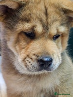 Mixed Breed dogs Chowsky puppies chow chow - Advert 3