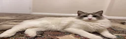 Ragdoll cats for sale: Male Ragdoll 1.3 years old - Advert 5