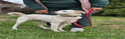 Mixed Breed dogs for adoption: ❤️BELLA❤️ Full of Love, Joy and Life - Advert 9