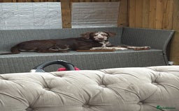 Borador dogs for sale: Beautiful boy needing a new forever home - Image 1