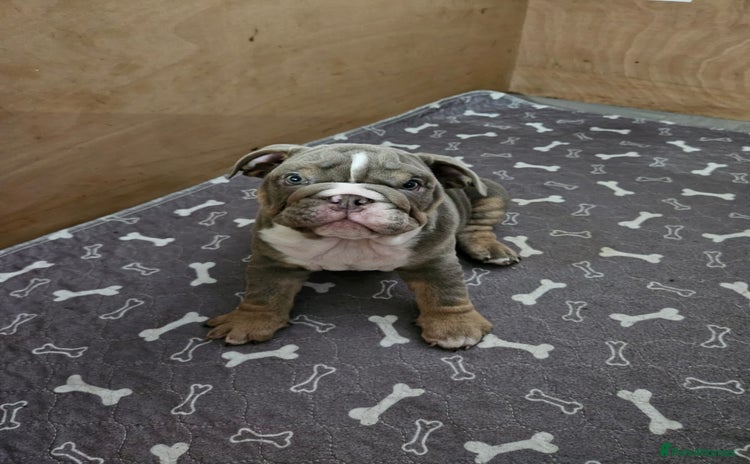 English Bulldog dogs - Advert 8