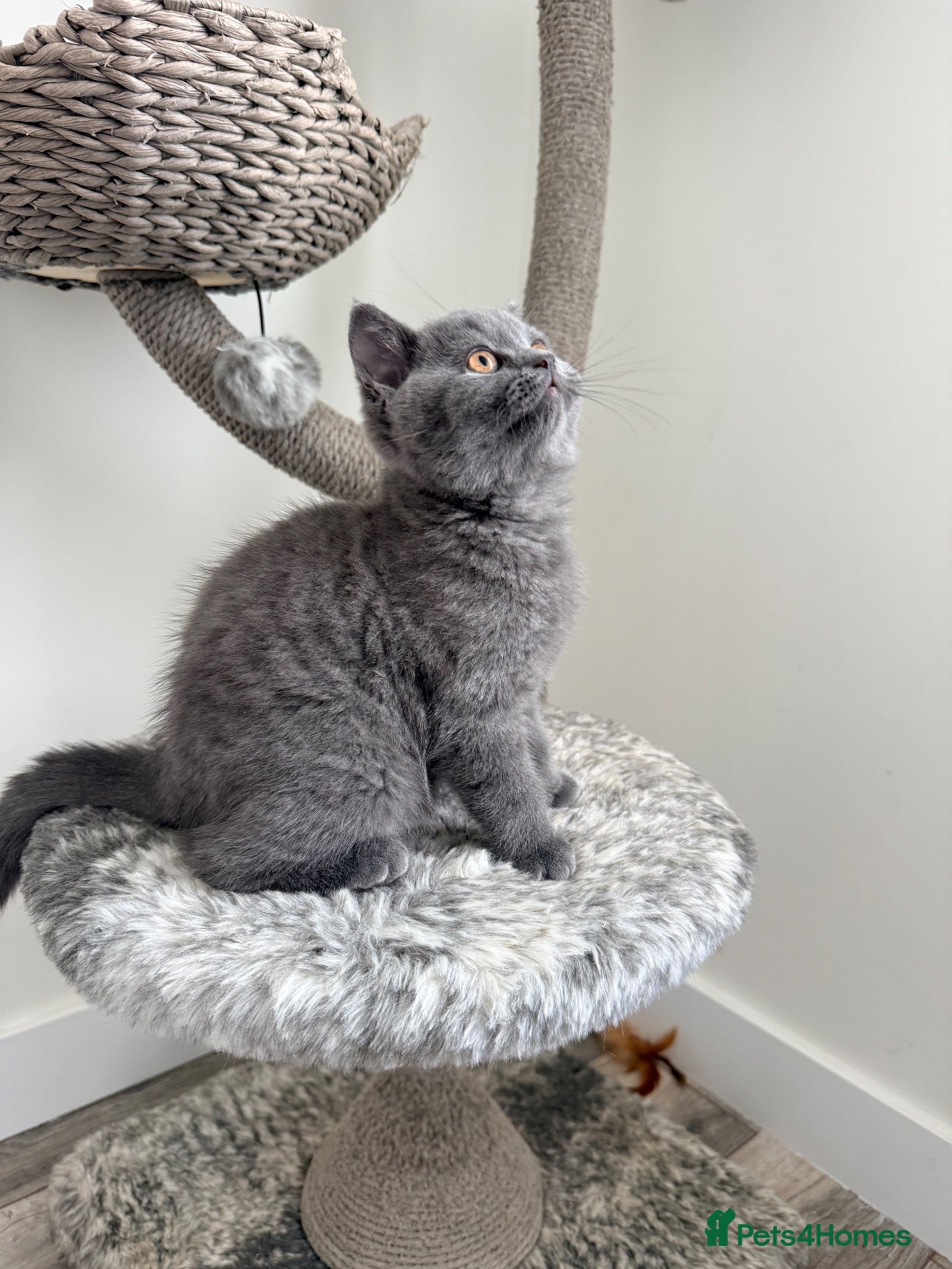 British Shorthair cats  🐱 Adorable bsh kittens looking for loving homes - Advert 1