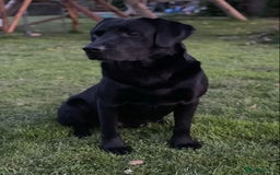 Labrador Retriever dogs for sale: Stunning Black Labrador Puppies KC Parents  - Image 15