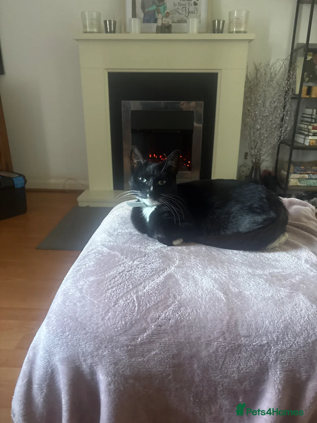 Mixed Breed cats for sale: 3 beautiful kittens in Sunderland - Advert 1