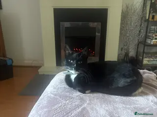 Mixed Breed cats 3 beautiful kittens - Advert 6