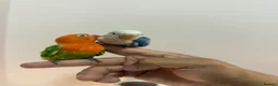 Lovebirds birds for sale: Baby lovebirds - Advert 1