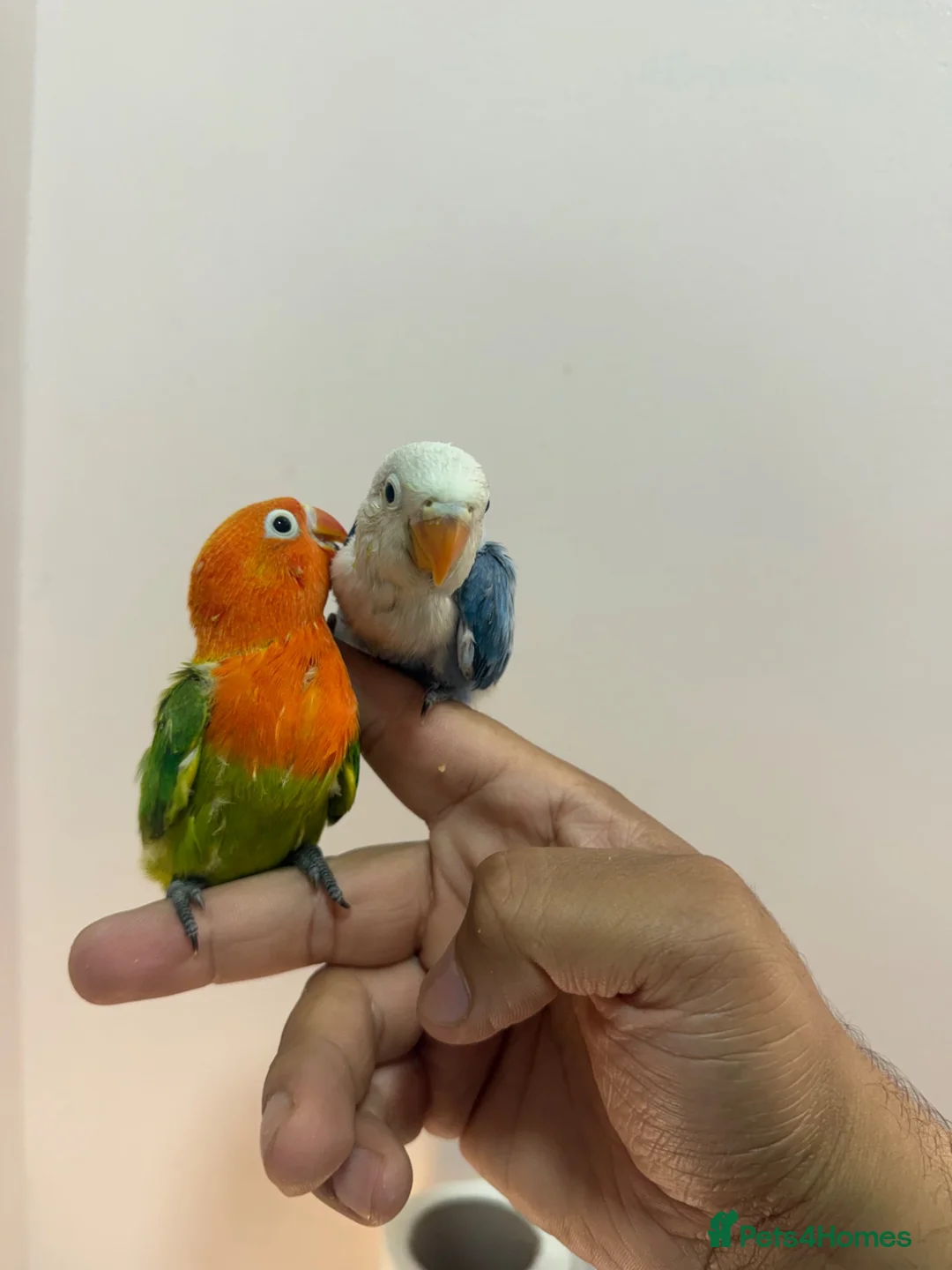 Lovebirds birds for sale: Baby lovebirds - Advert 1