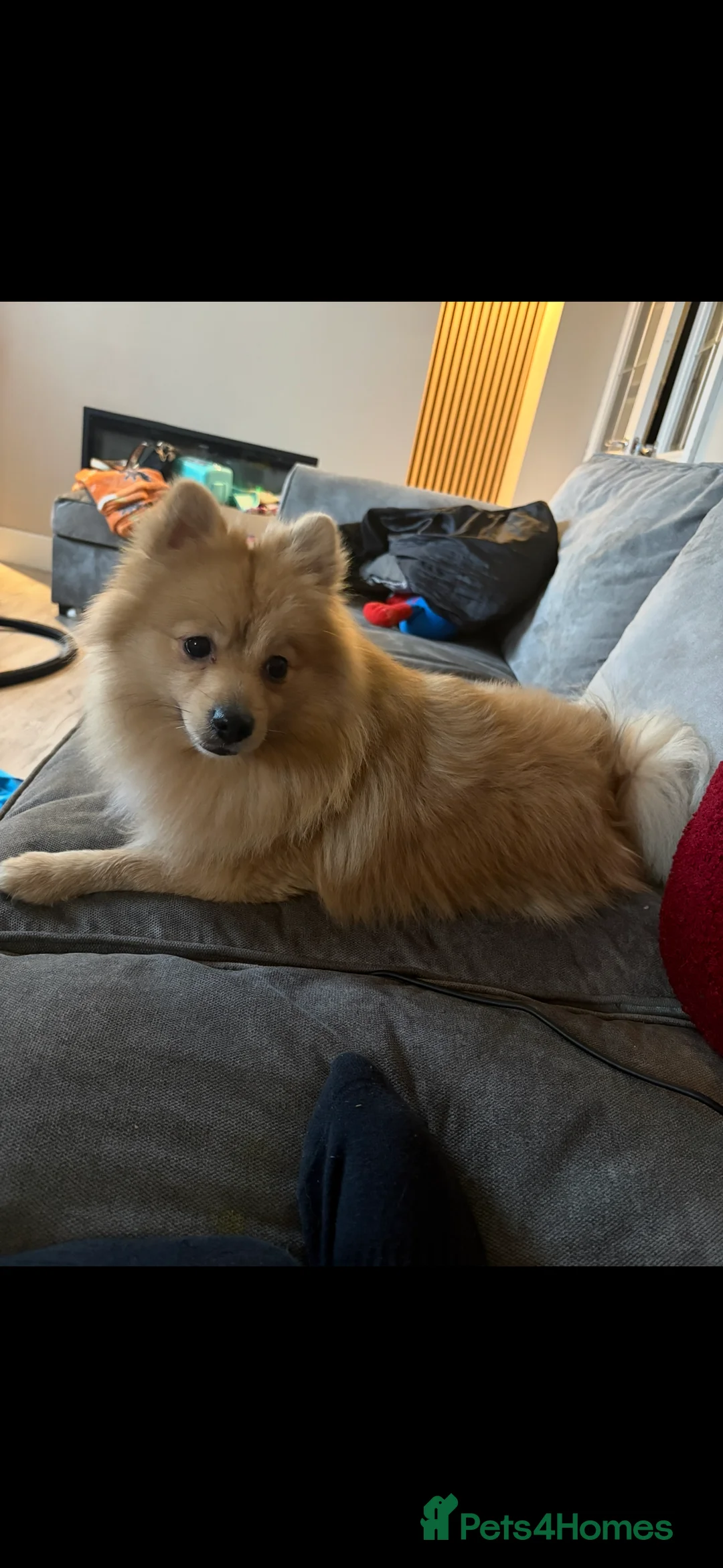 Pomeranian dogs for sale: Pom Bentley  - Advert 3