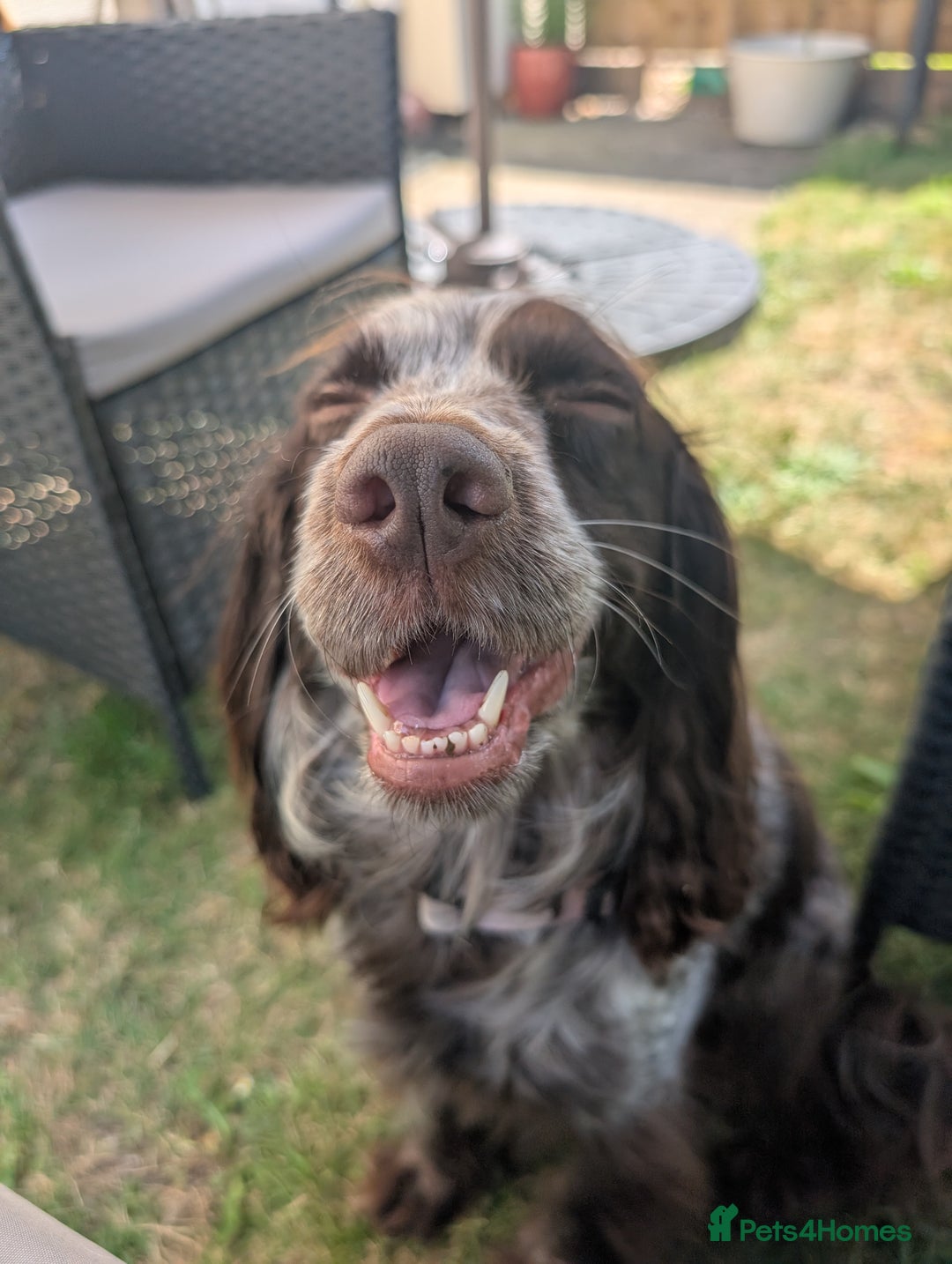 Cocker Spaniel dogs for sale: Female cocker spaniel PLEASE READ ADVERT - Image 4