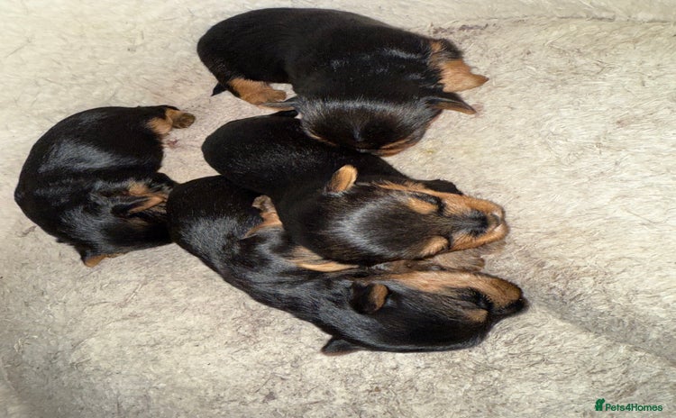 Yorkshire Terrier dogs - Advert 6