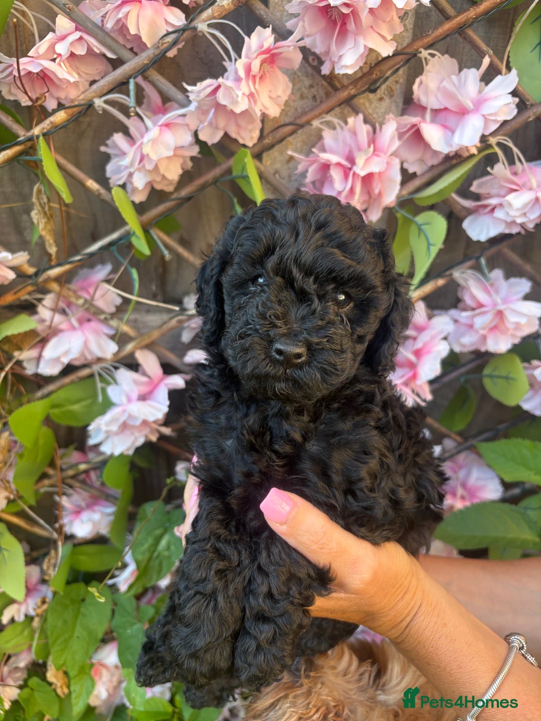 Cavapoo dogs for sale: REDUCED! 1 gorgeous little boy left and ready! in Grays - Image 17