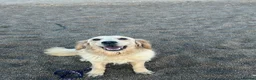 Golden Retriever dogs for sale: TeddyBear Health tested Vaccs KC Golden Puppies - Advert 16