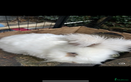 Angora rabbits for sale: (Not neutred) handsome pedigree imported Angora  - Image 5