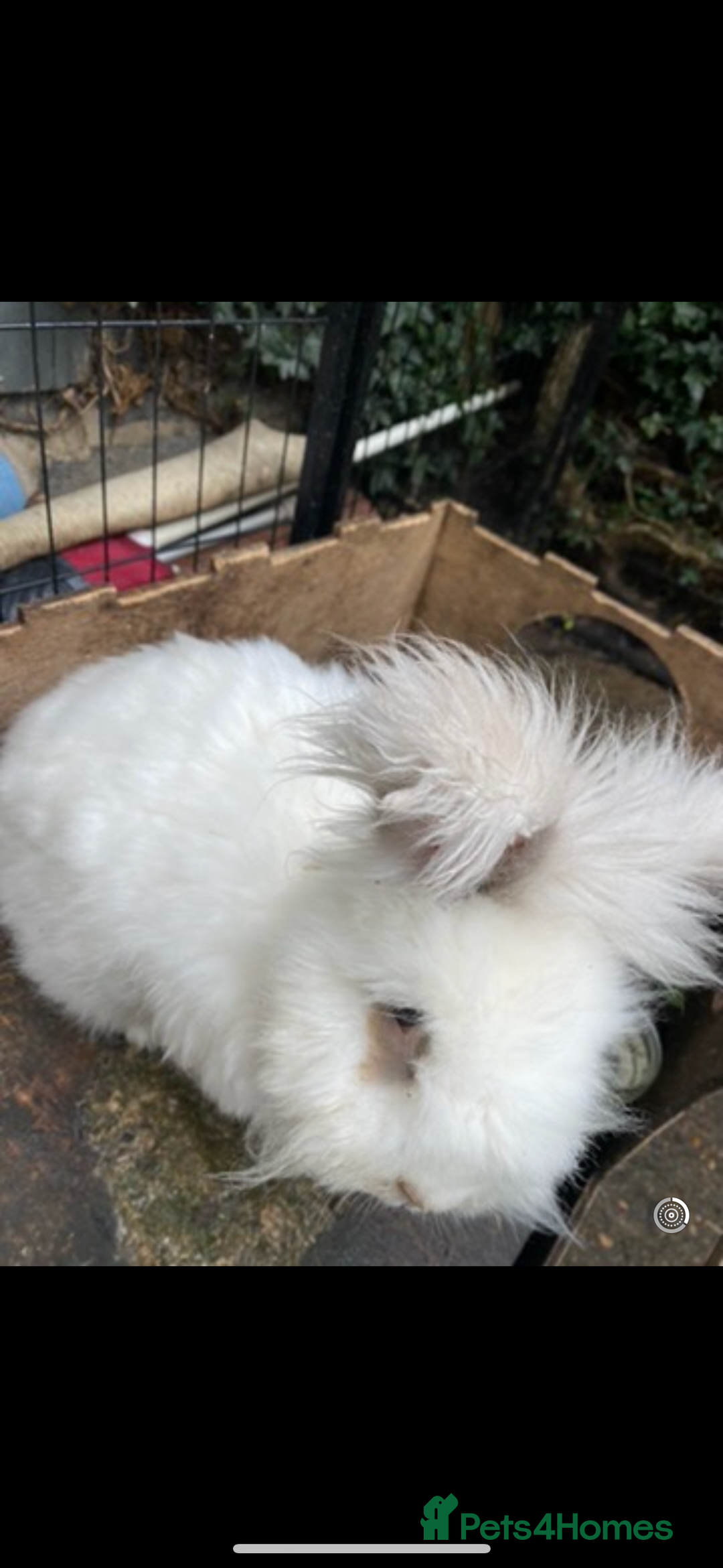 Angora rabbits for sale: (Not neutred) handsome pedigree imported Angora  - Image 5