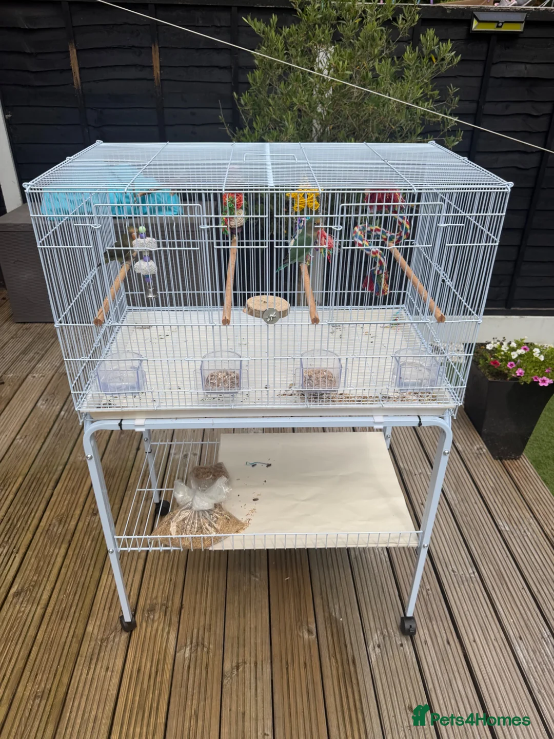 Lovebirds birds for sale: Love Birds - Advert 2