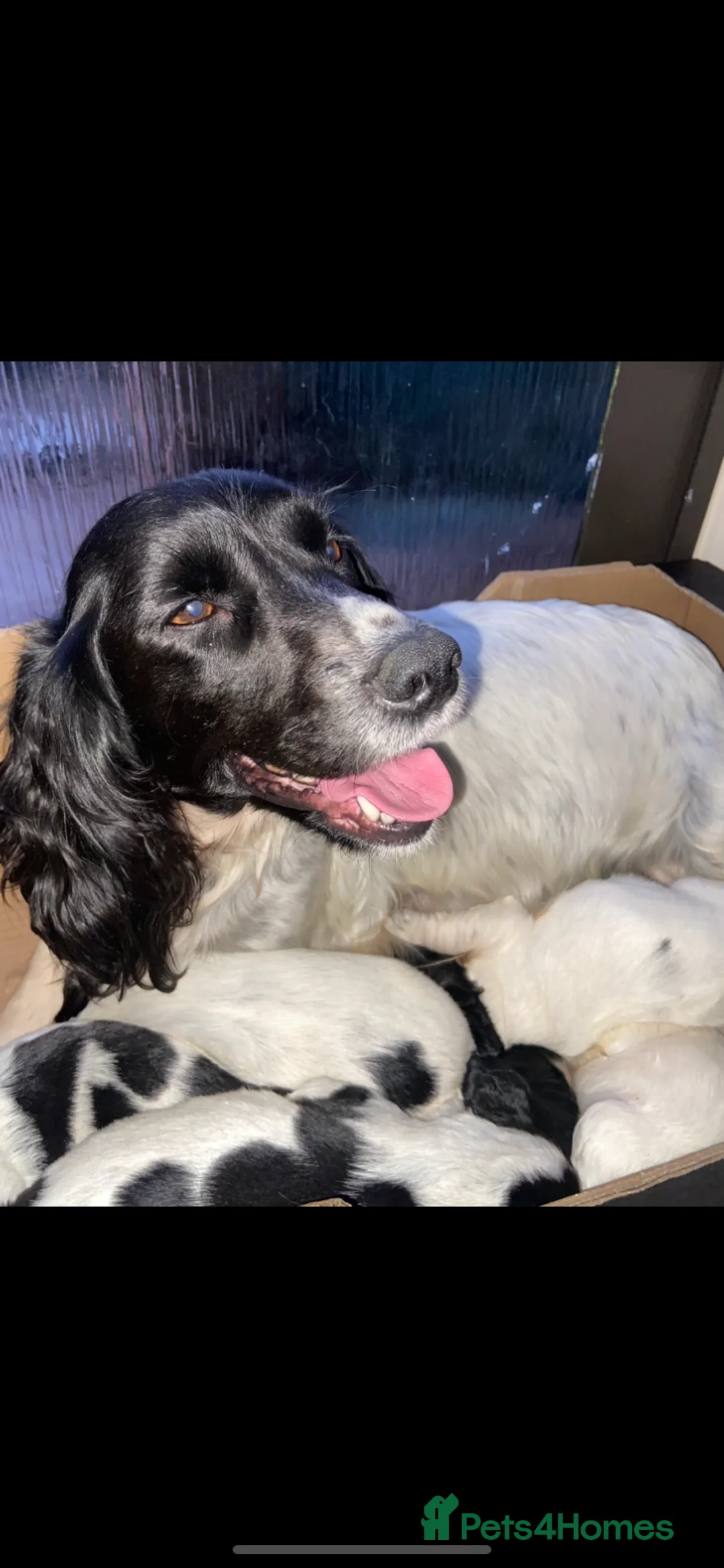 Cocker Spaniel dogs for sale: Working type Cocker Spaniel Puppies 🐶🐾  - Advert 19