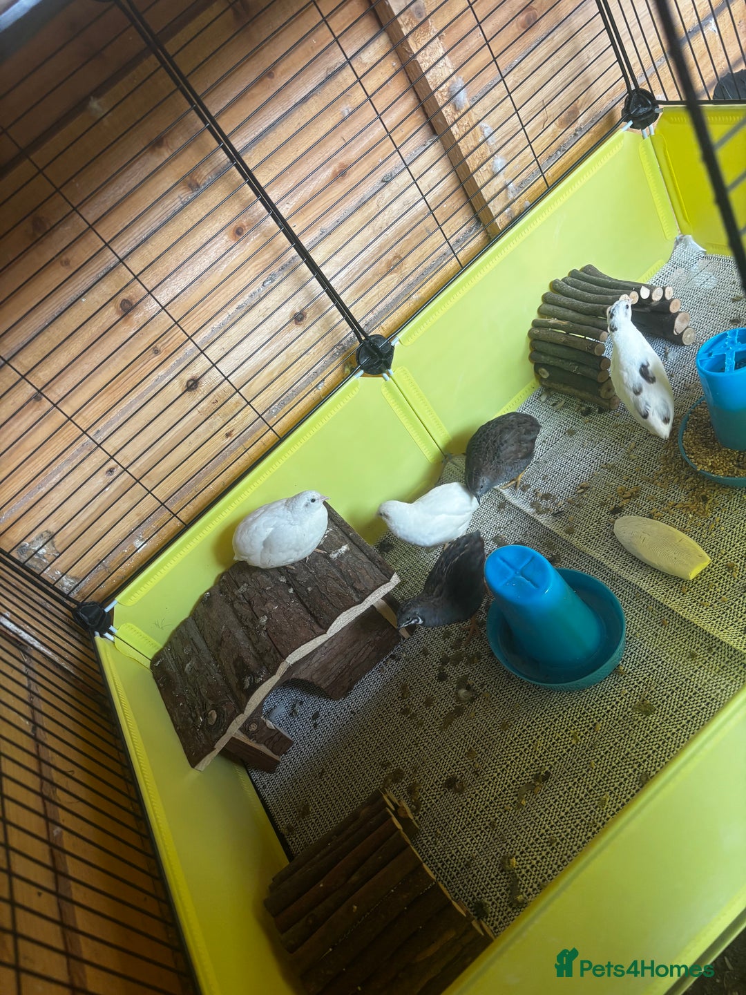 Mixed Breed birds for sale: Chinese Quail for sale  - Image 5