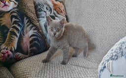 British Shorthair cats for sale: British shorthair blue / lilac kittens  - Image 2