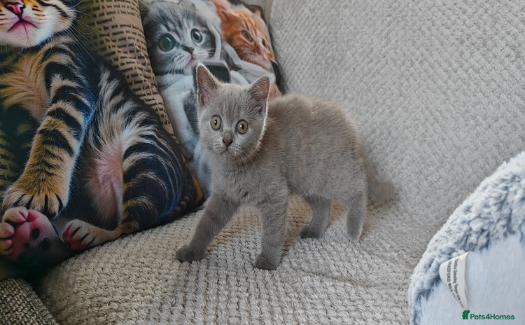 British Shorthair cats - Advert 1