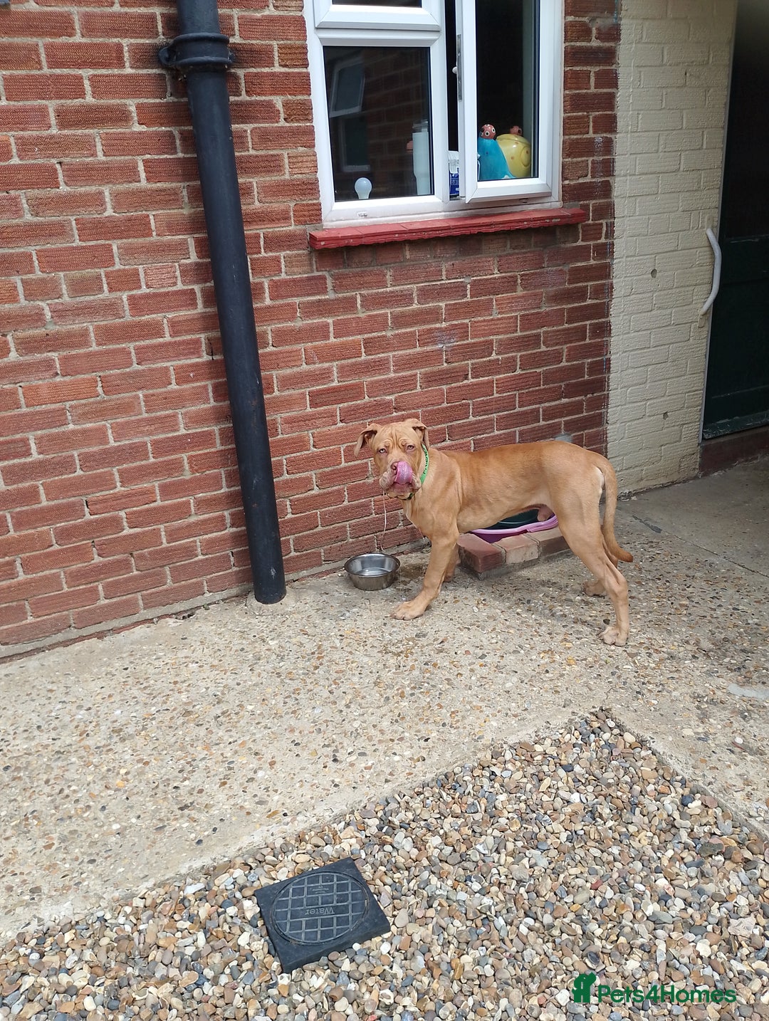 Mixed Breed dogs for sale: 7 months old male douge de Bordeaux x  - Image 6