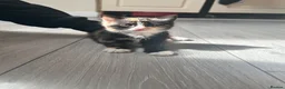 Mixed Breed cats for sale: 5 Beautiful little kitten - Advert 6