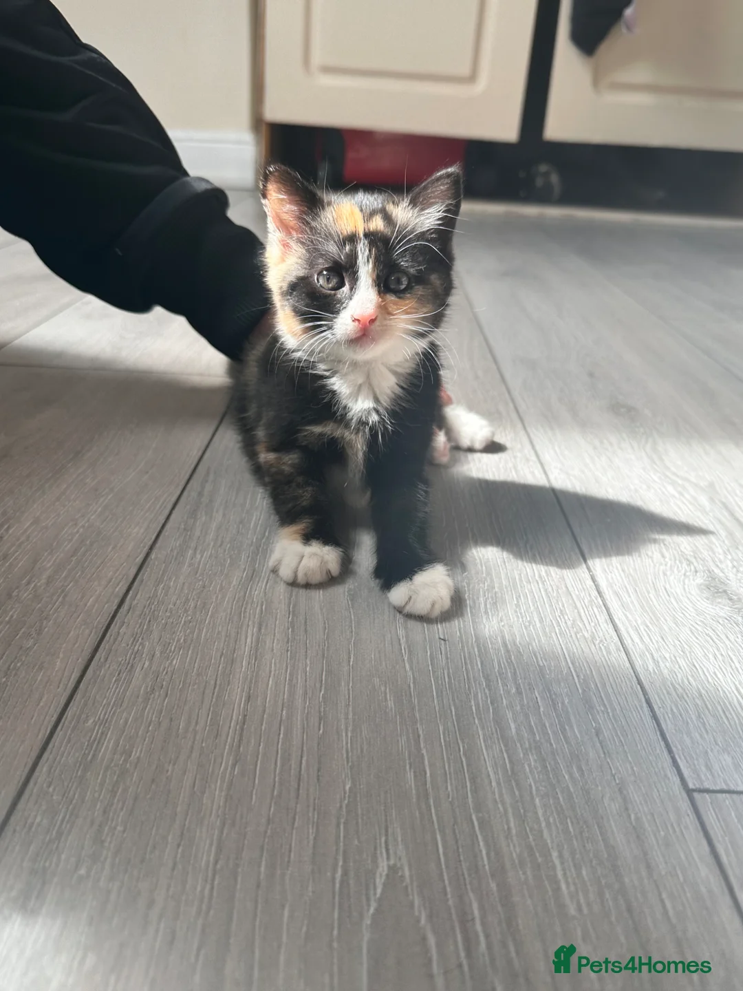 Mixed Breed cats for sale: 5 Beautiful little kitten - Advert 6