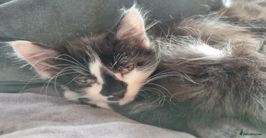 Mixed Breed cats - Advert 10